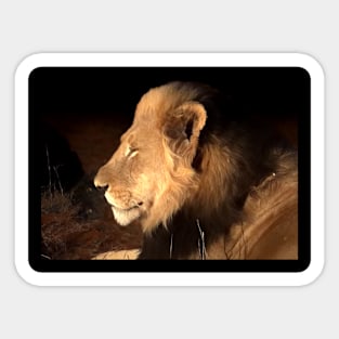 Lion Sticker